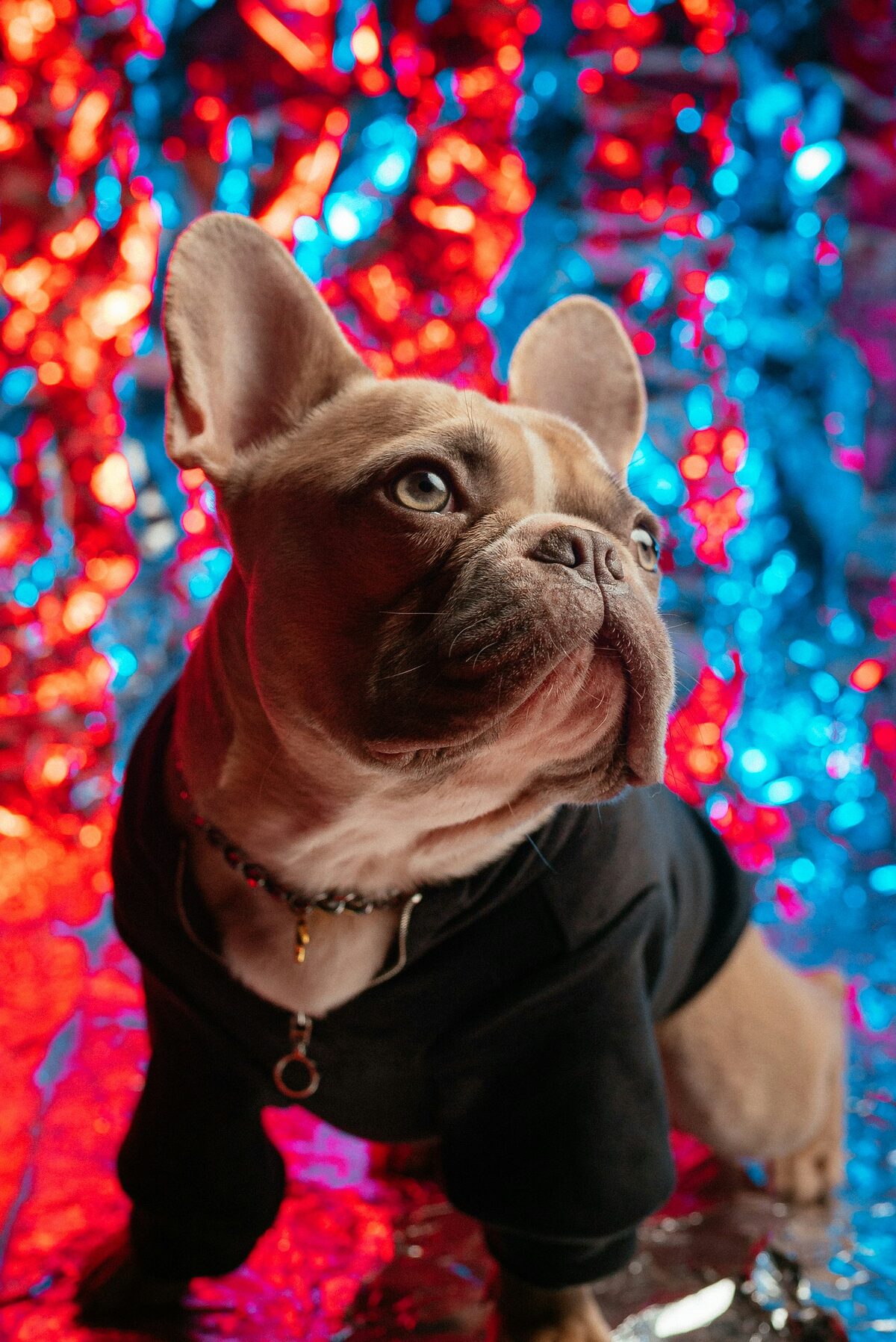 Chiot bulldog francais en noir et blanc, annonces d achat animaux sur Full Annonces