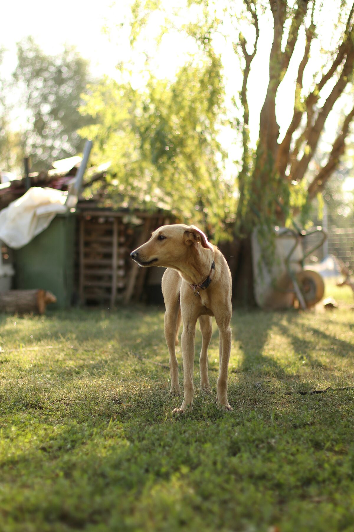 Adoption de chien et animaux de compagnie sur Full Annonces
