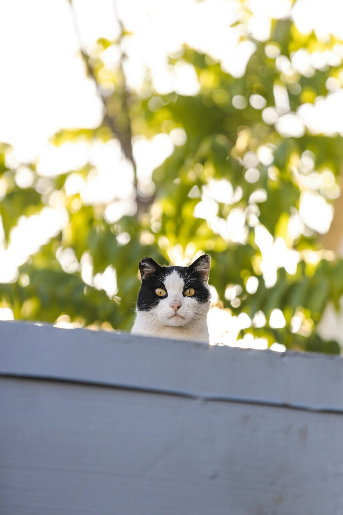 Chat errant assis sur un toit, annonces d animaux perdus sur Full Annonces