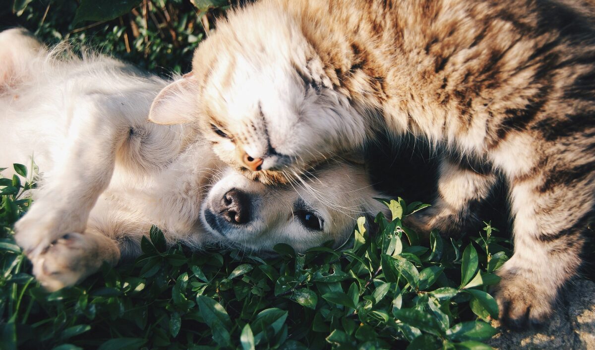 Chien blanc et chat gris s enlacant sur l herbe, annonces animaux sur Full Annonces