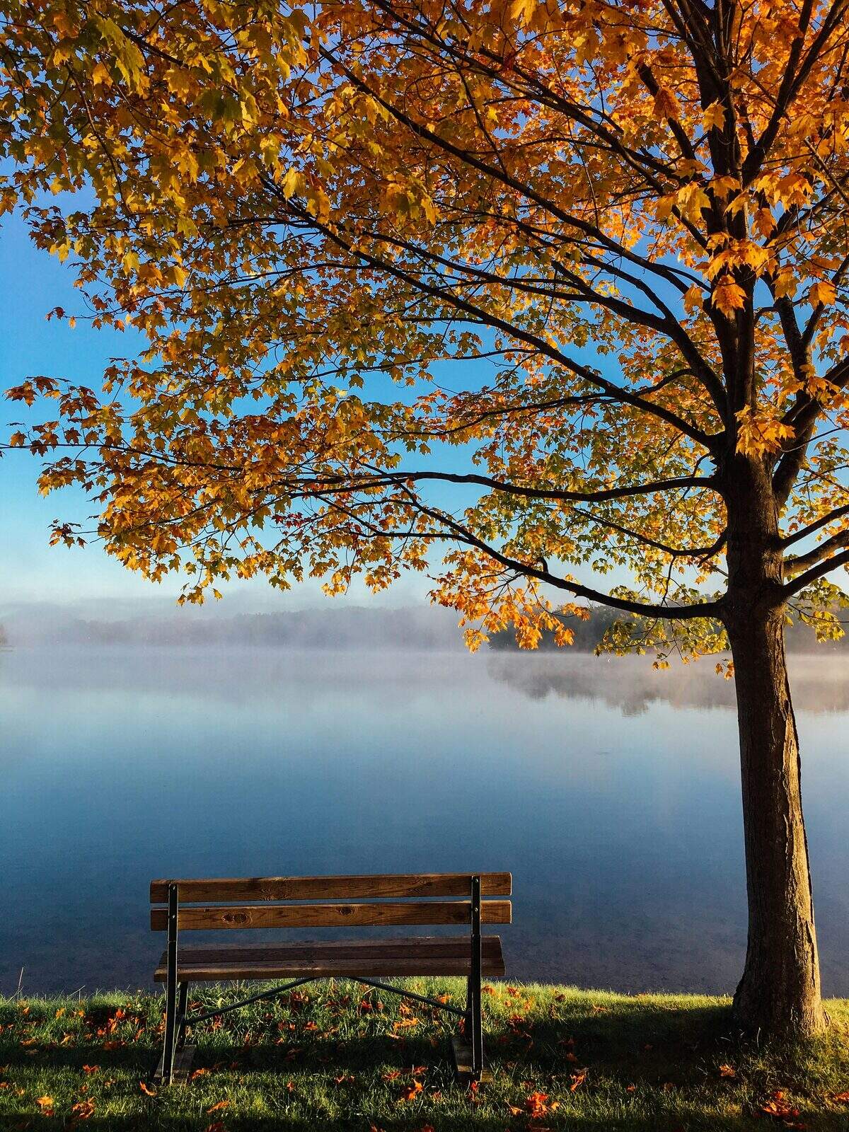 Banc en bois pres d un arbre en automne, annonces de detente et loisirs sur Full Annonces