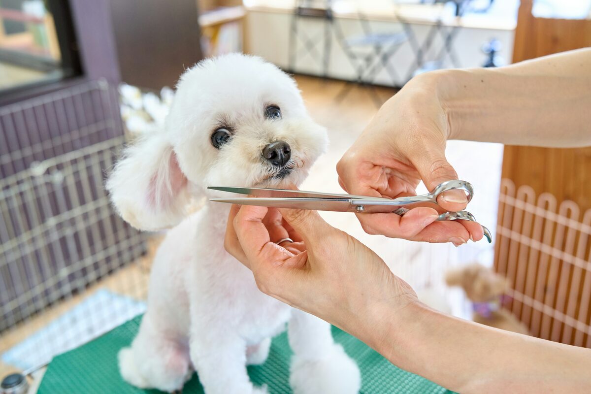 Petit chien blanc toilette aux ciseaux, annonces de services aux animaux sur Full Annonces