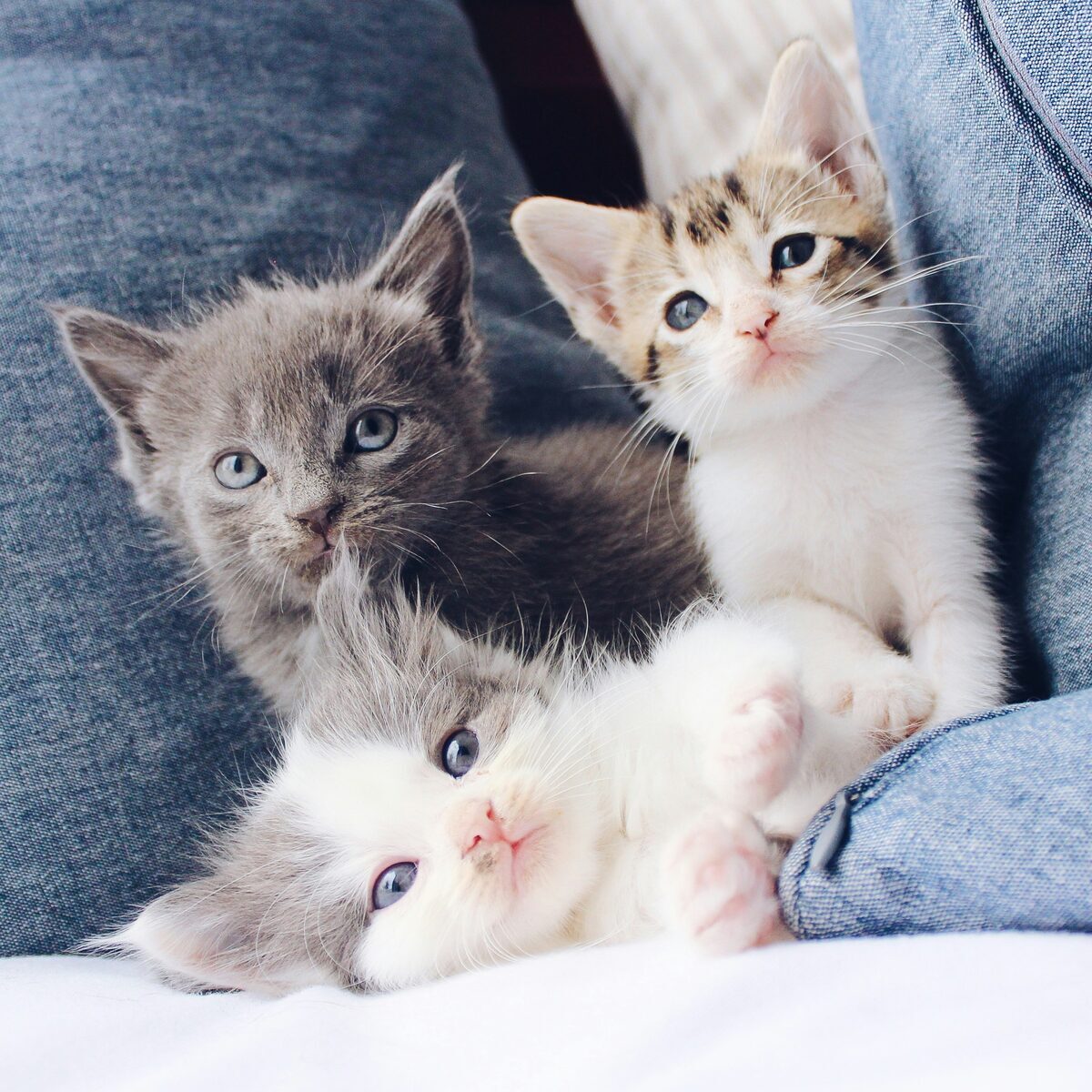 Chatons a vendre entre particuliers sur Full Annonces