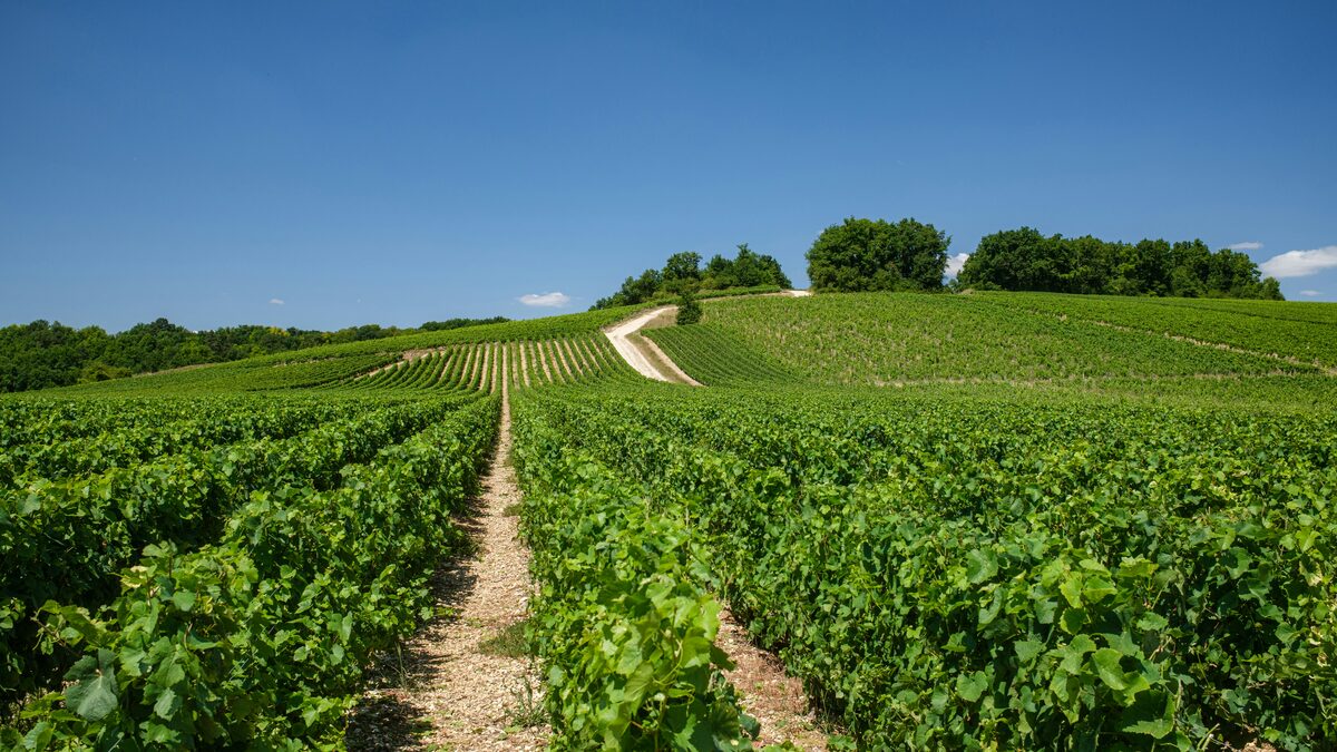 Rangees de vignes verdoyantes sous ciel bleu, annonces en Bourgogne sur Full Annonces
