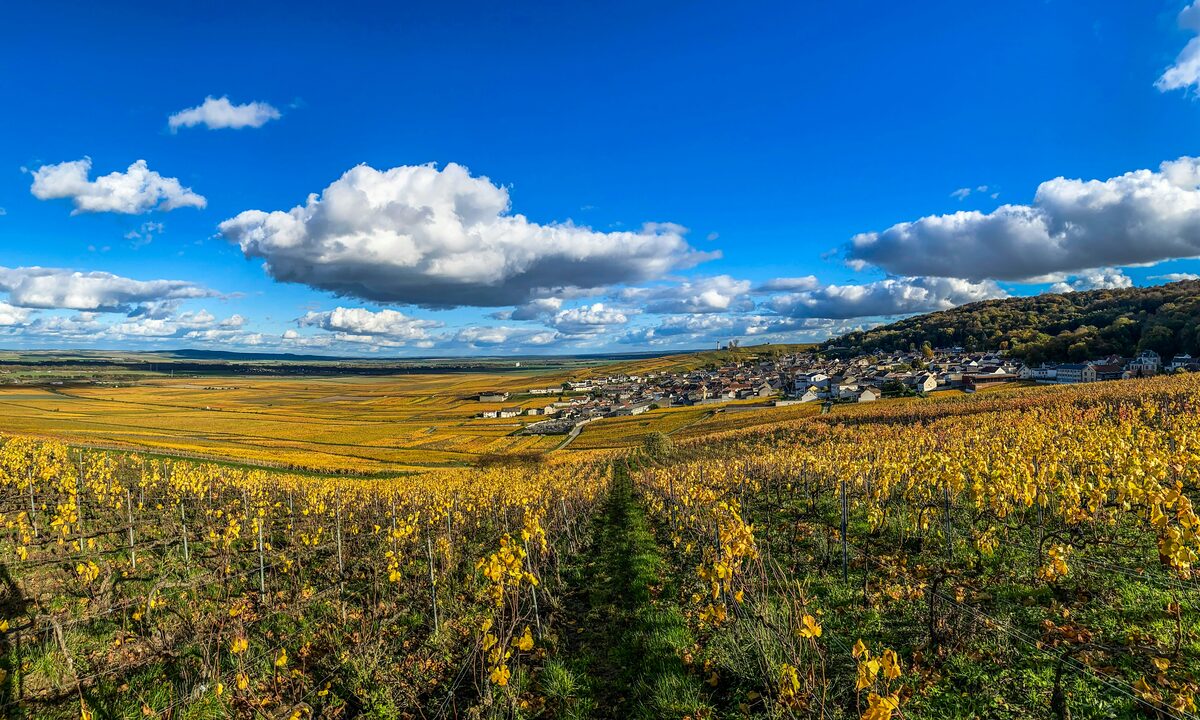 Rangees de vignes dorees menant a un village, annonces en Champagne-Ardenne sur Full Annonces