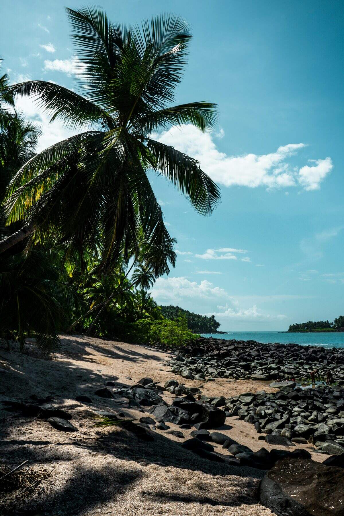 Plage bordee de palmiers en Guyane, annonces en Guyane sur Full Annonces