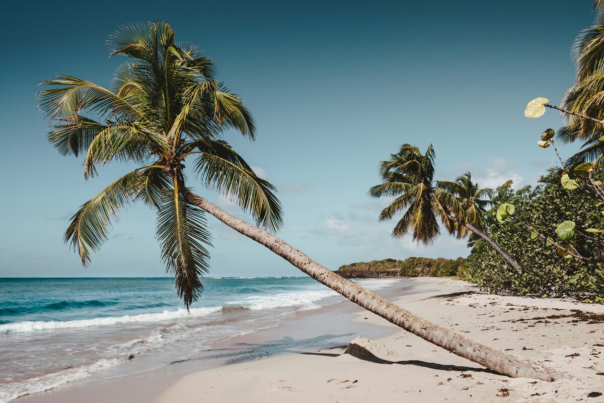 Cocotier vert penche pres du rivage, annonces en Martinique sur Full Annonces