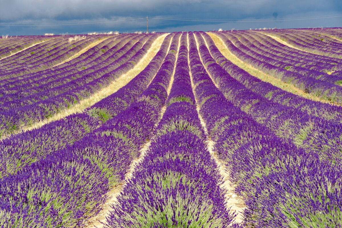 Champ de lavande en Provence, annonces en Provence-Alpes-Cote d Azur sur Full Annonces