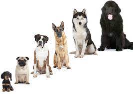 annonces animaux