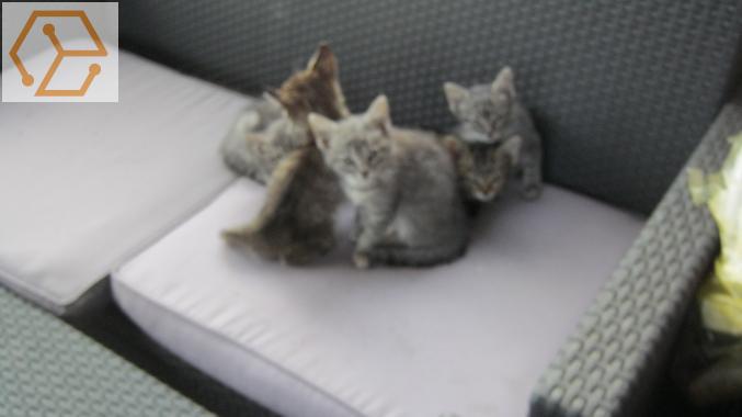 Donne chatons - Full Annonces