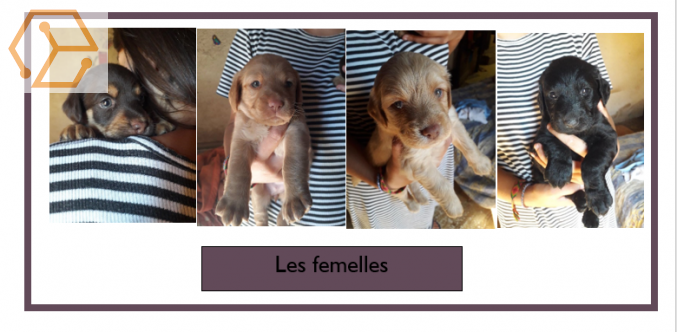 Don de chiots type labrador - Full Annonces