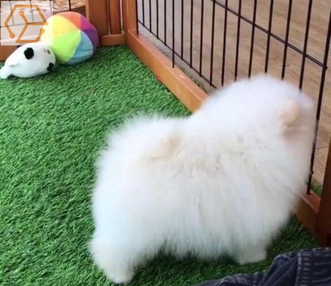 Adorable Spitz - Full Annonces