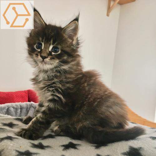 Adoption Animaux Chatons Maine Coon Alsace Haut Rhin 68 Full Annonces