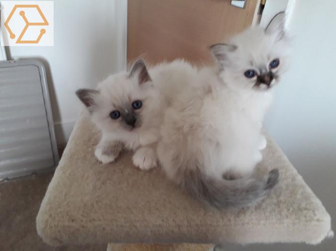 Disponible adorables et magnifiques chatons sacré de birmanie pure race - Full Annonces