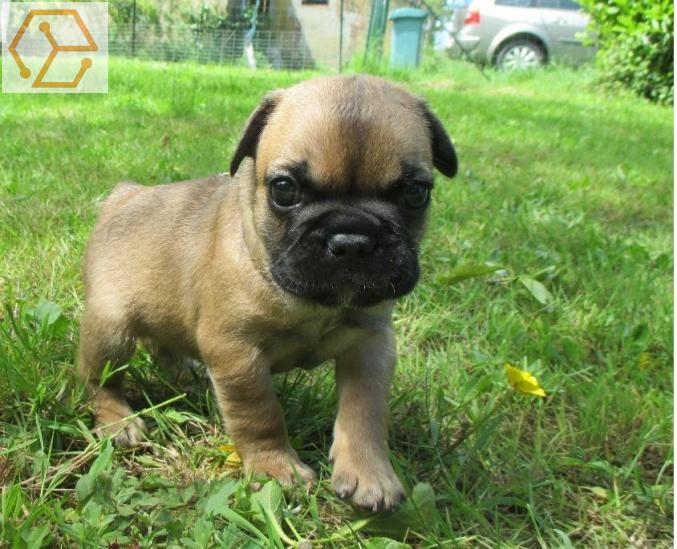 Magnifique chiot bouledogue français mâle à donner - Full Annonces