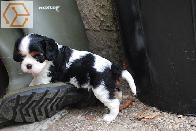 Adoption Animaux Chiot De Type Cavalier King Charles A Donner Aquitaine Pyrenees Atlantiques 64 Full Annonces Adoption Animaux Chiot De Type Cavalier King Charles A Donner Aquitaine Pyrenees Atlantiques 64 Full Annonces