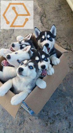 adorables et magnifiques husky siberians lof a donner contre bons soins - Full Annonces