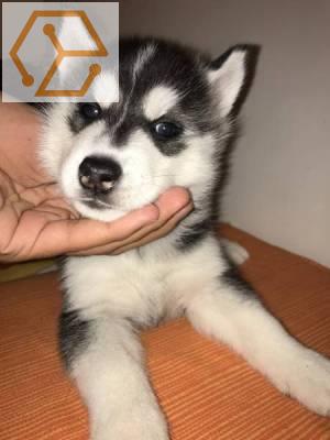 beaux bébés husky sibérien - Full Annonces