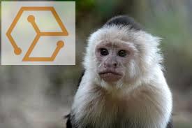 Adoption Animaux Don De Mon Bebe Singe Capucin Femelle Aquitaine Pyrenees Atlantiques 64 Full Annonces