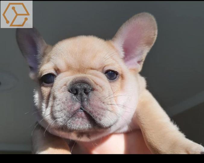 Vente Animaux Chiot Bouledogue Francais Femelle Haute Normandie Seine Maritime 76 Full Annonces