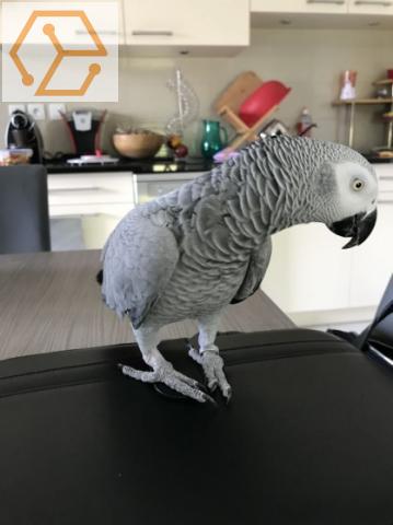 MAGNIFIQUE PERROQUET GRIS DU GABON FEMELLE - Full Annonces