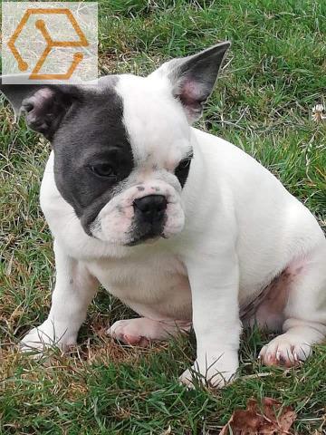Chiot bouledogue français mâle a donner - Full Annonces