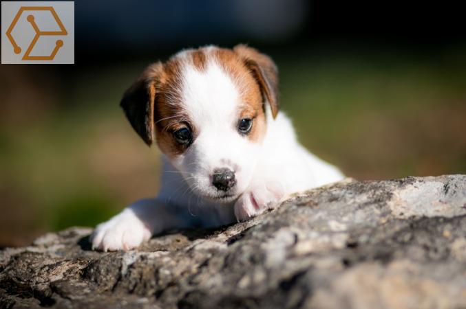 Chiot Jack Russell Terrier - Full Annonces