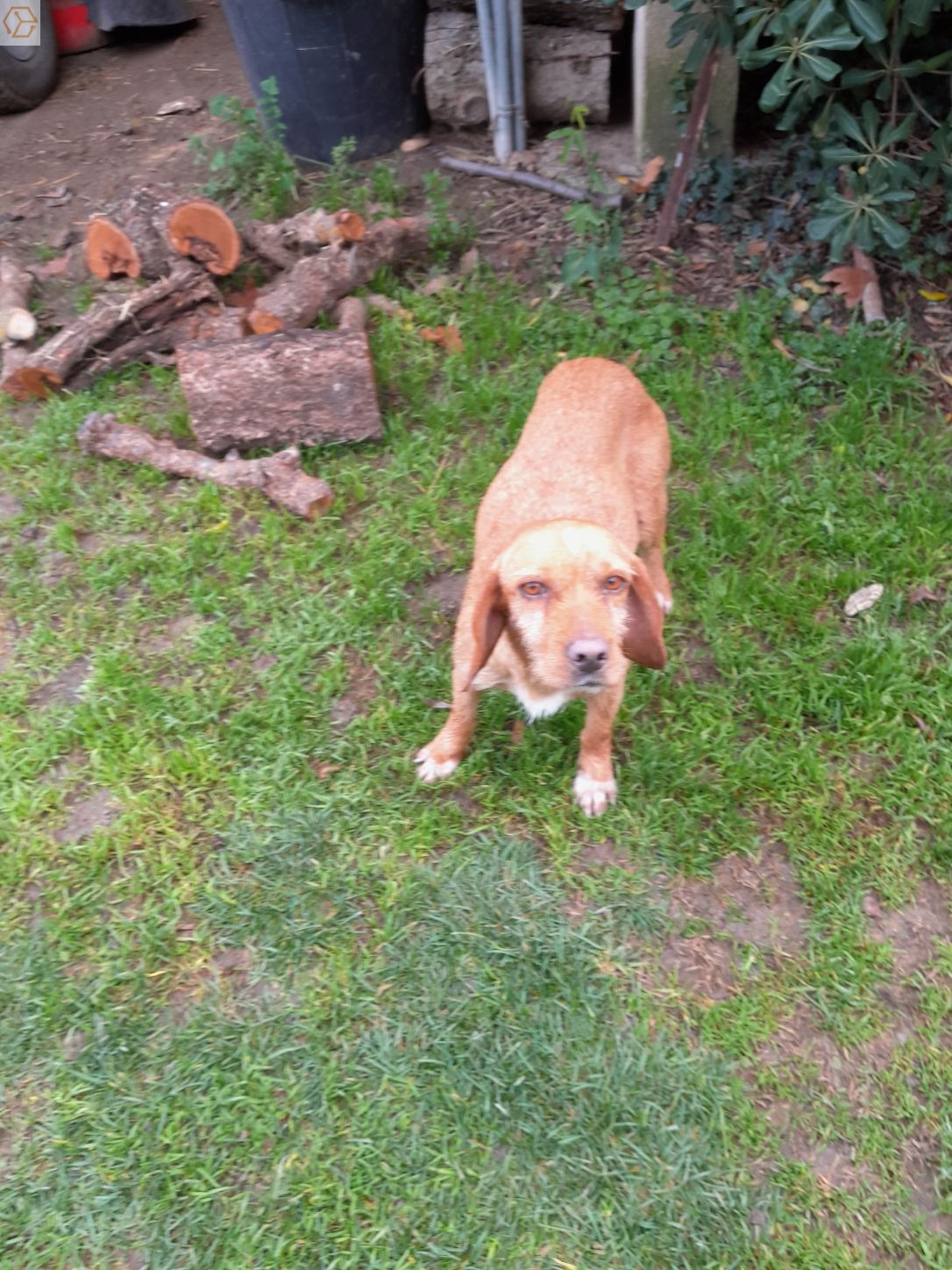 Chienne de chasse - Full Annonces