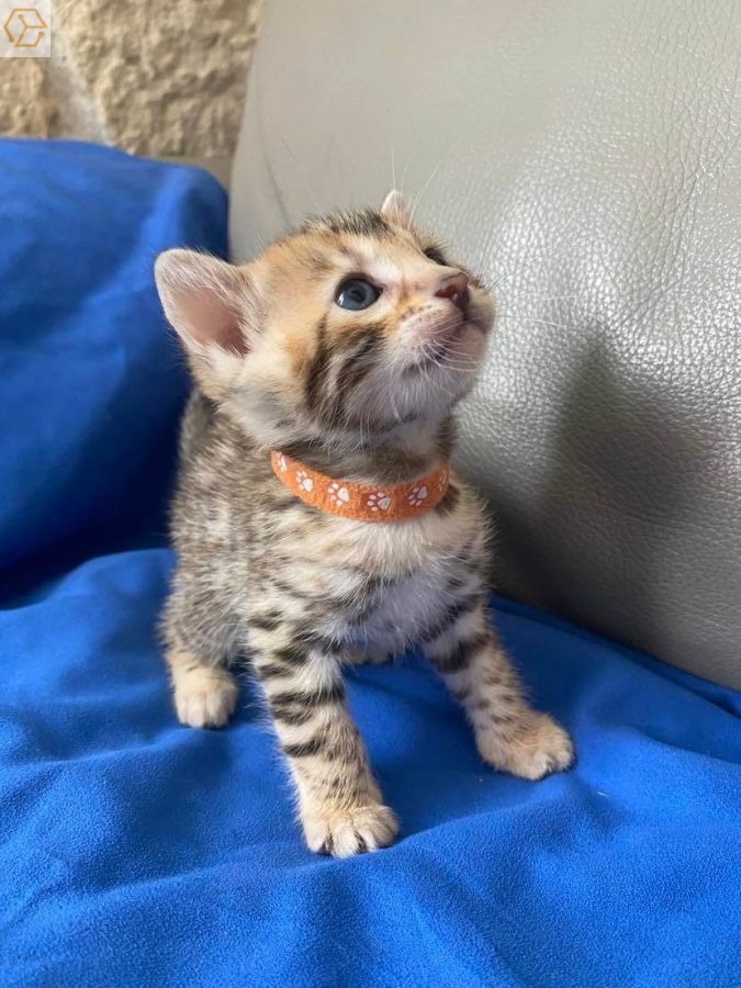 magnifiques chatons bengal - Full Annonces