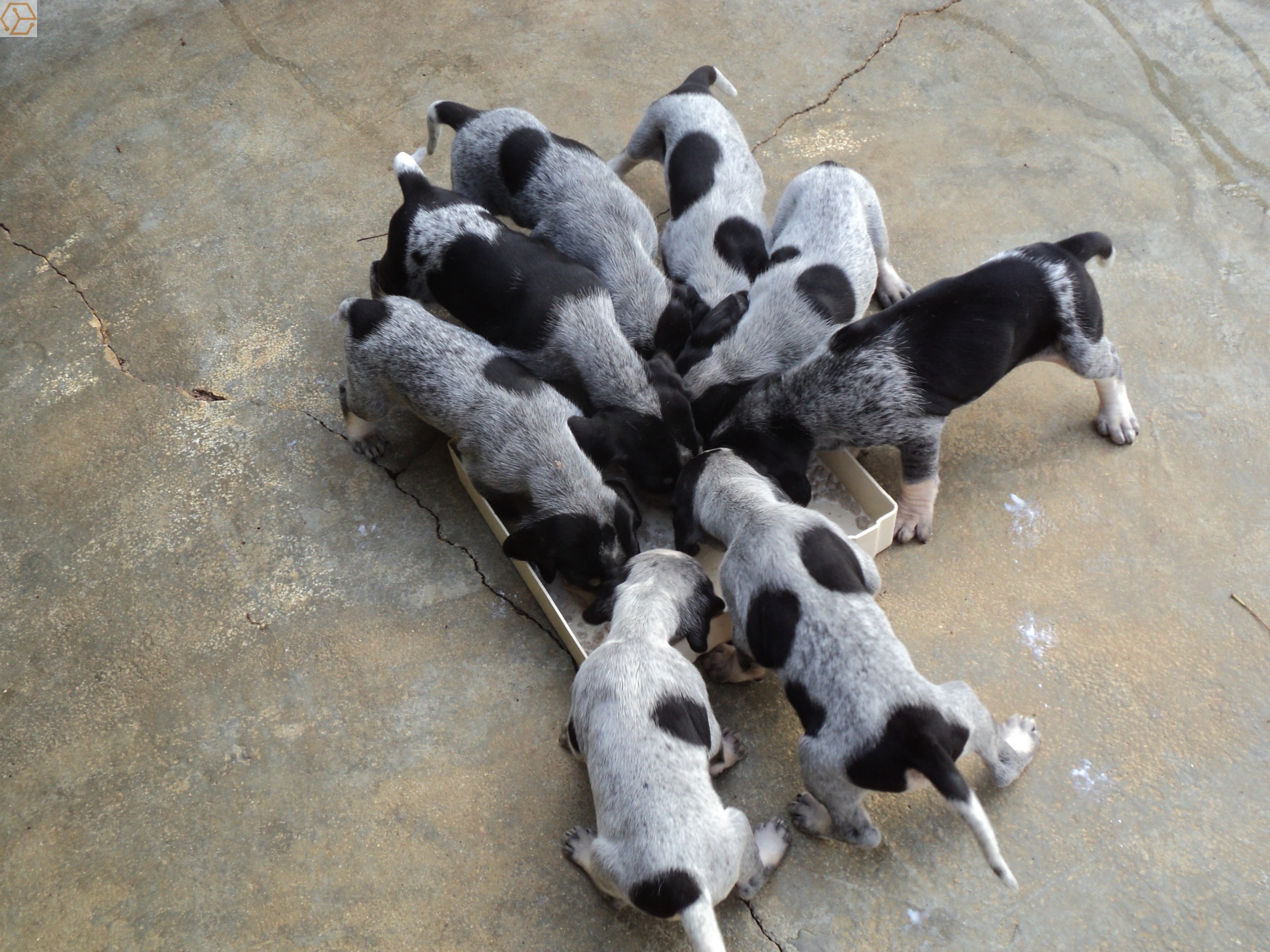 chiots petit bleu de gascogne - Full Annonces