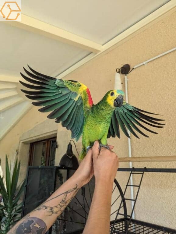 Perroquet amazon - Full Annonces